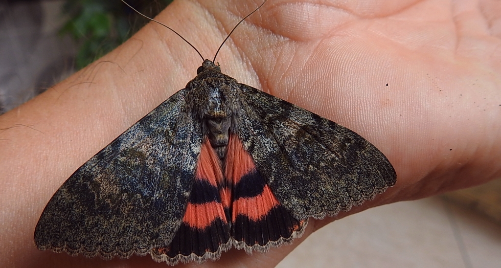 Wstęgówka wydana (Catocala elocata)