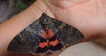 Wstęgówka wydana (Catocala elocata)