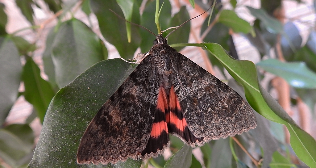 Wstęgówka wydana (Catocala elocata)