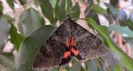 Wstęgówka wydana (Catocala elocata)