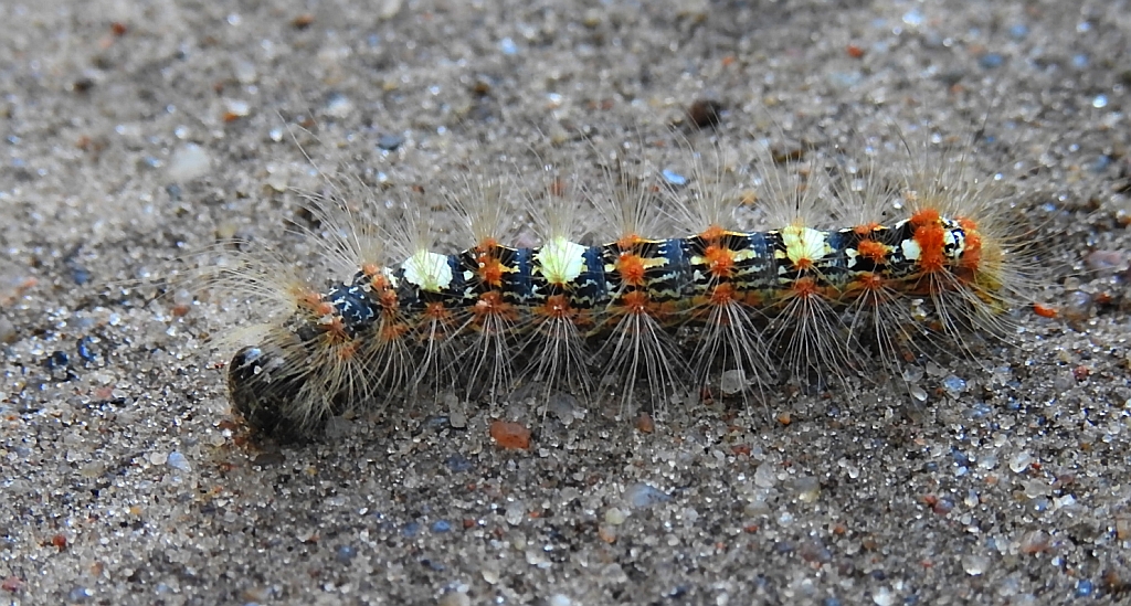 Pyszałek orion (Moma alpium)