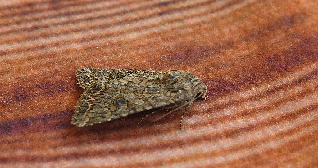 Piętnówka chwastówka (Anarta trifolii)