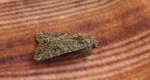 Piętnówka chwastówka (Anarta trifolii)