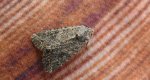 Piętnówka chwastówka (Anarta trifolii)