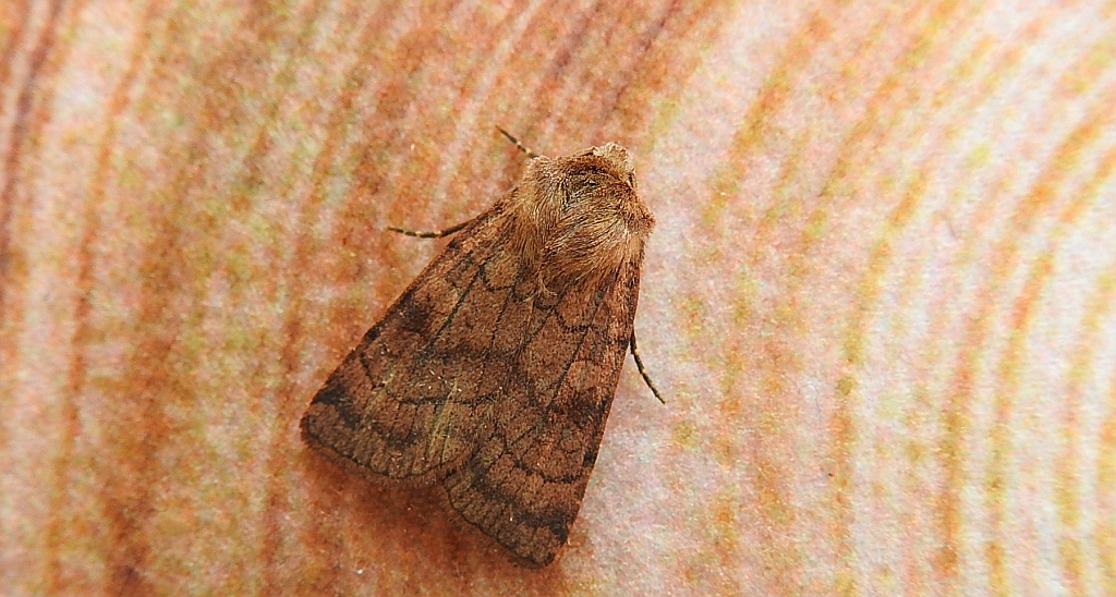 Xestia sexstrigata