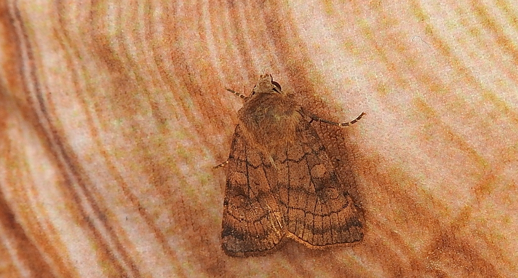 Xestia sexstrigata