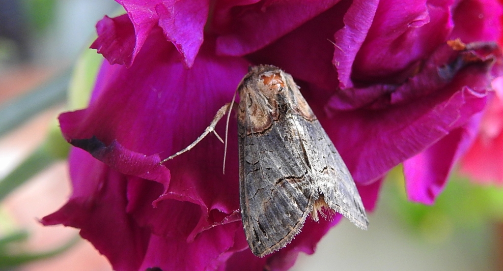Zgrzeblica trojaczka (Abrostola triplasia)