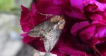 Zgrzeblica trojaczka (Abrostola triplasia)