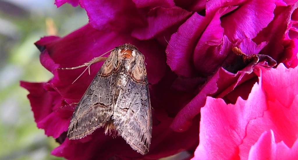 Zgrzeblica trojaczka (Abrostola triplasia)