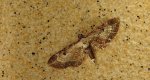 Grotnik byliczak (Eupithecia succenturiata)