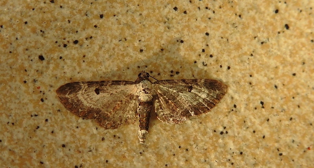 Grotnik byliczak (Eupithecia succenturiata)