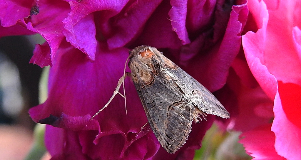Zgrzeblica trojaczka (Abrostola triplasia)