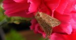 Xanthia ocellaris
