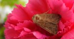 Xanthia ocellaris