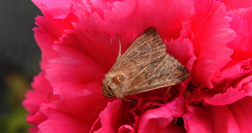 Xanthia ocellaris