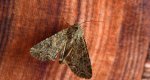 Piętnówka chwastówka (Anarta trifolii)