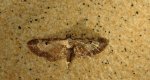 Grotnik byliczak (Eupithecia succenturiata)