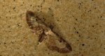 Grotnik byliczak (Eupithecia succenturiata)