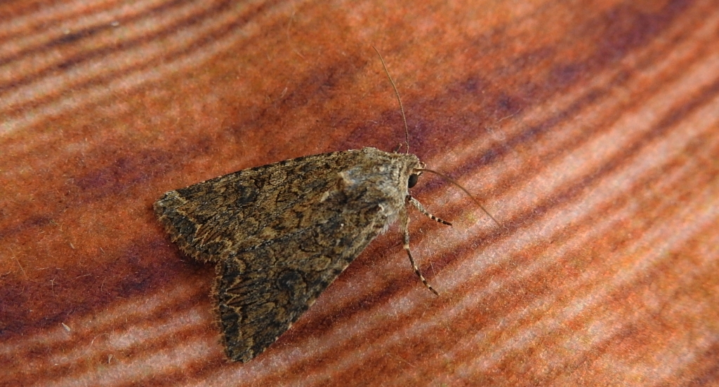 Piętnówka chwastówka (Anarta trifolii)