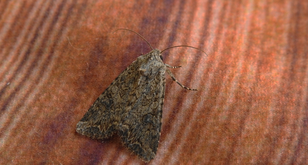 Piętnówka chwastówka (Anarta trifolii)