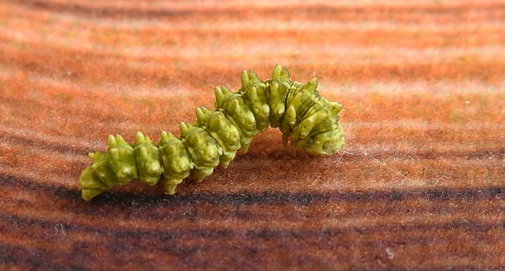 Kapturnica byliczanka (Cucullia artemisiae)
