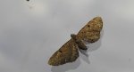 Grotnik porzeczkowiak (Eupithecia assimilata)