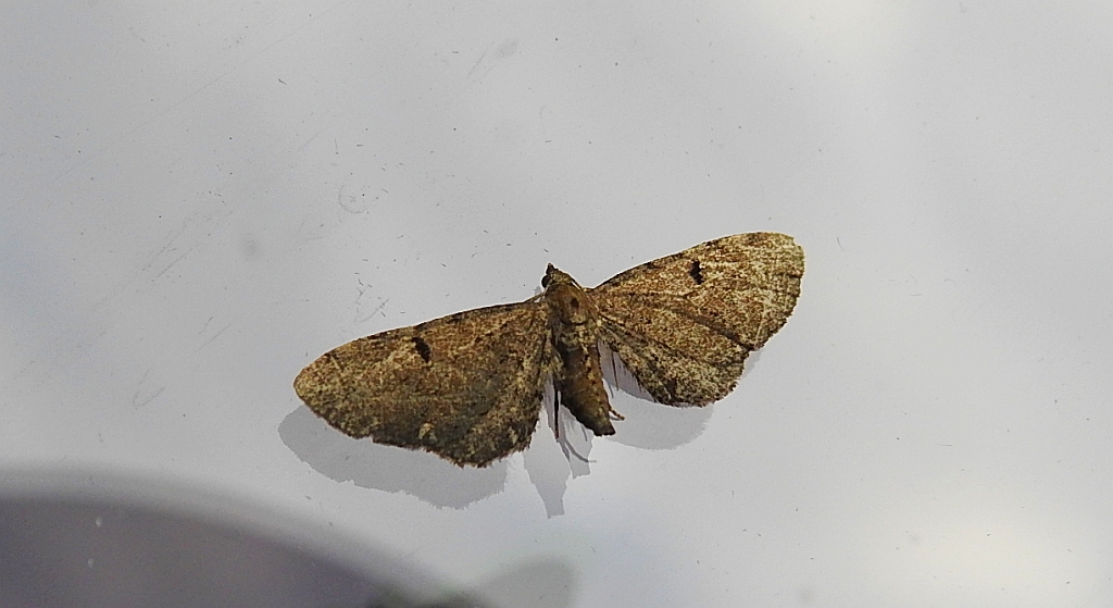 Grotnik porzeczkowiak (Eupithecia assimilata)