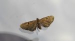 Grotnik porzeczkowiak (Eupithecia assimilata)