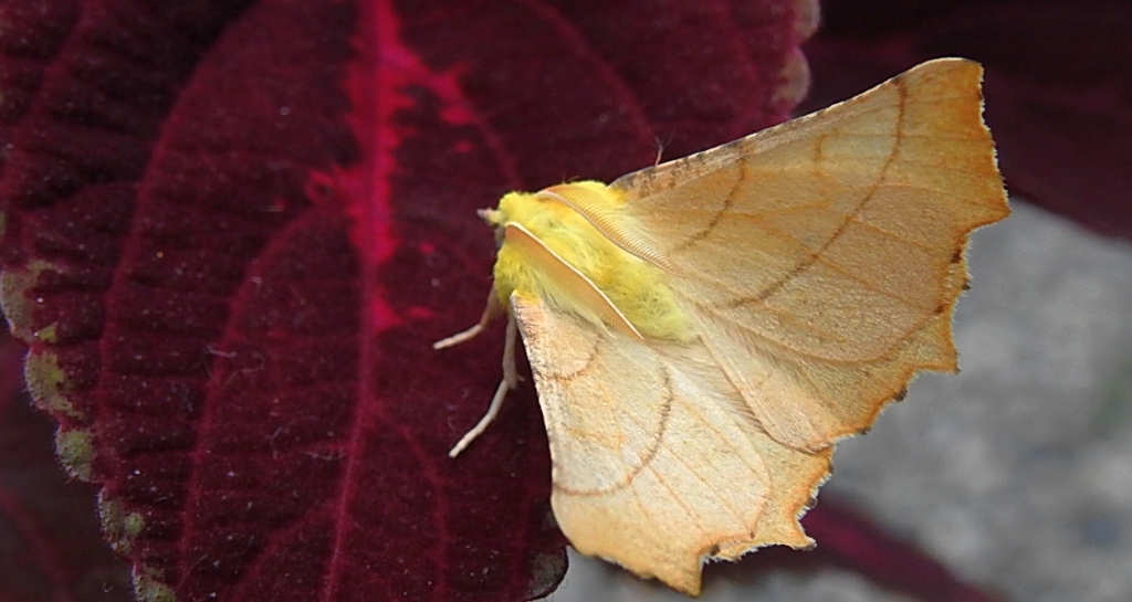 Latalec gruszak (Ennomos erosaria)