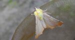 Latalec gruszak (Ennomos erosaria)