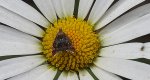 Wznosik - Prochoreutis sehestediana