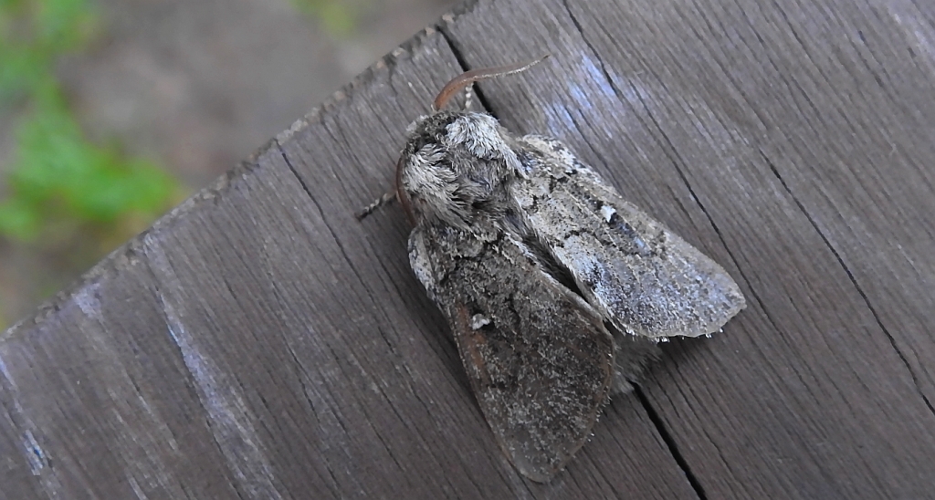 Barczatka miesięcznica (Cosmotriche lobulina)