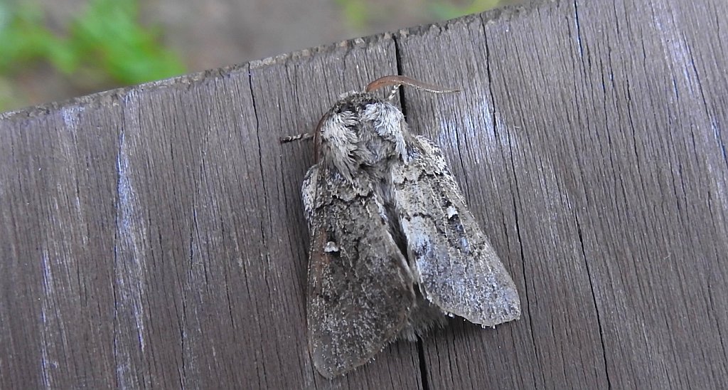Barczatka miesięcznica (Cosmotriche lobulina)