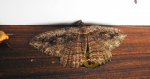 Przylepek kruszyniak (Peribatodes rhomboidaria)