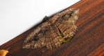 Przylepek kruszyniak (Peribatodes rhomboidaria)