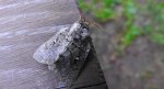 Barczatka miesięcznica (Cosmotriche lobulina)