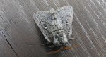 Barczatka miesięcznica (Cosmotriche lobulina)