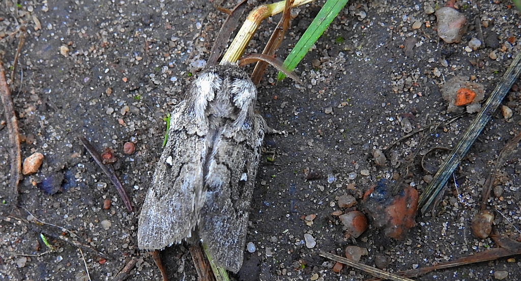Barczatka miesięcznica (Cosmotriche lobulina)