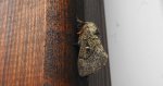 Barczatka miesięcznica (Cosmotriche lobulina)