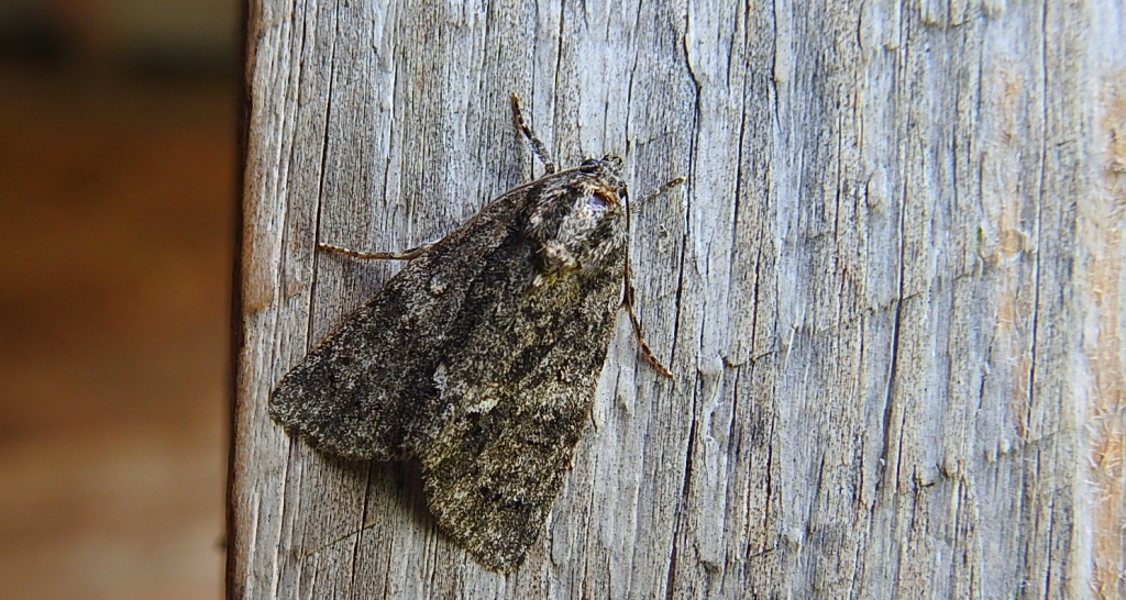 Wieczernica topolówka (Subacronicta megacephala)