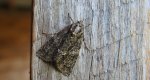 Wieczernica topolówka (Subacronicta megacephala)