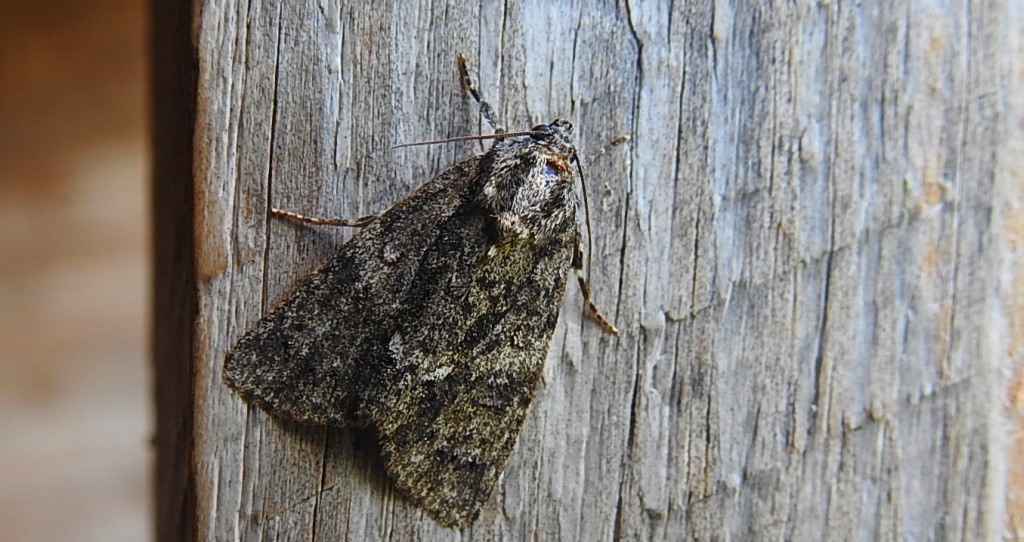 Wieczernica topolówka (Subacronicta megacephala)