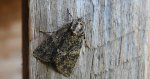 Wieczernica topolówka (Subacronicta megacephala)