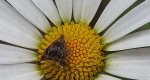 Wznosik - Prochoreutis sehestediana