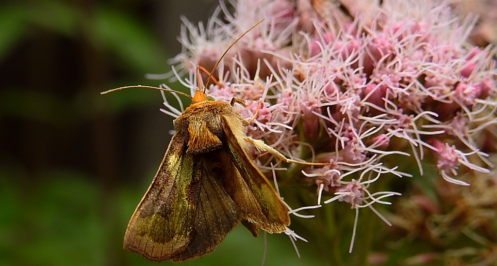 Błyszczka - Diachrysia stenochrysis