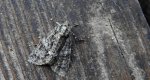 Wieczernica topolówka (Subacronicta megacephala)