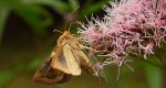 Błyszczka - Diachrysia stenochrysis