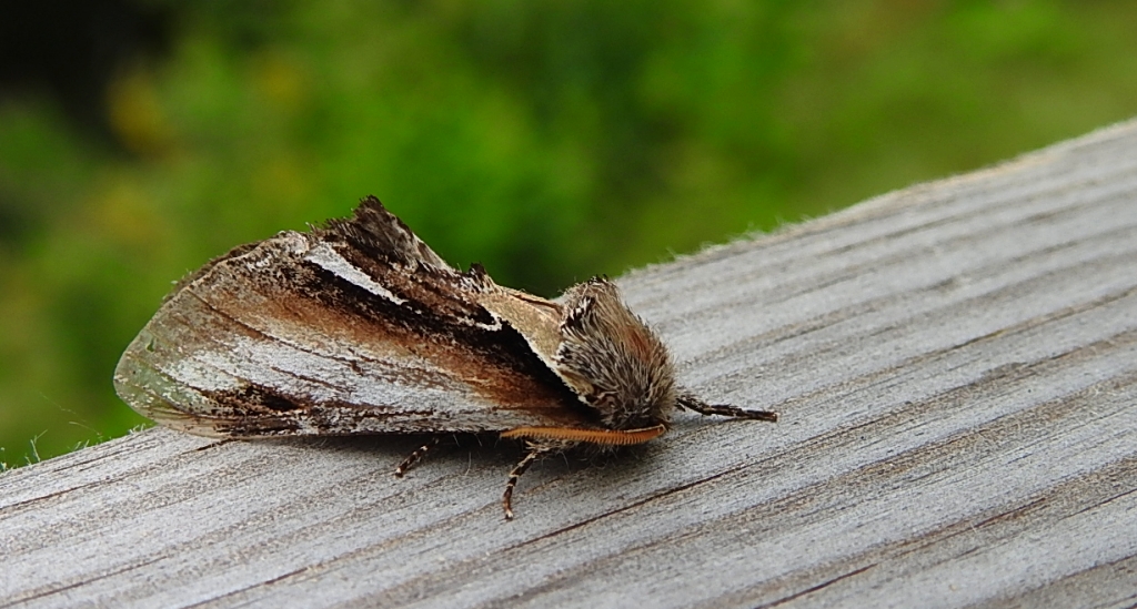 Garbatka osinówka (Pheosia tremula)