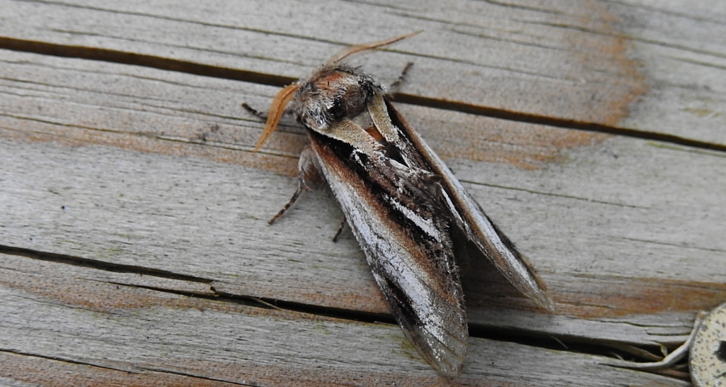 Garbatka osinówka (Pheosia tremula)