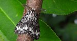 Brudnica mniszka (Lymantria monacha)